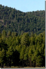 forested area