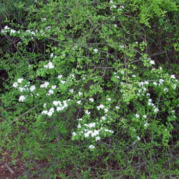 parsley hawthorn