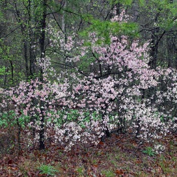 southern crab apple