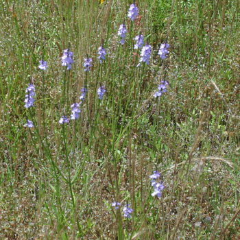 narrow-leaved vervain