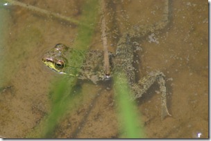 Frogs tire of singing