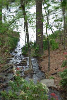 woodland stream