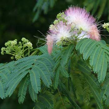 mimosa-tree