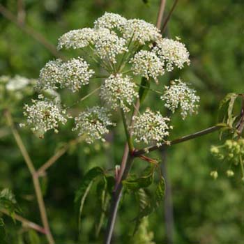 spotted cowbane