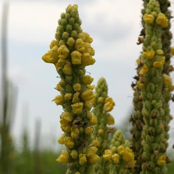 wooly mullein
